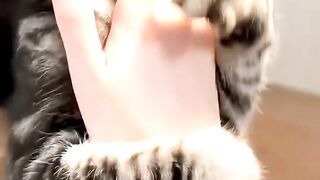 Funny Cats #cat #funnycats #cutecat