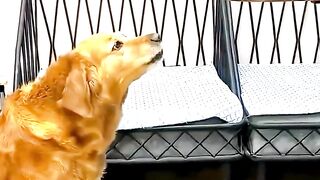 Funny Dogs #dog #doglovers #funnydogs #cutedogs