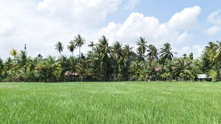 Serene Tropical Paddy Field Under a Bright Sky
