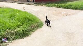 I gave love and delicious food to these very friendly stray cats.