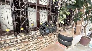 This stray cat is very friendly, lazy, and loves to relax.