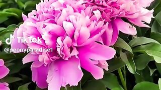 Beautiful flowers 43