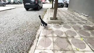 My husband and I have fallen in love with this wonderful and very friendly teenage cat.