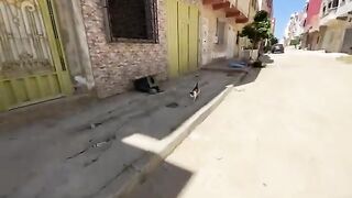 I think someone bad destroyed Mama Cat's house and her kittens.