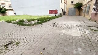 I brought the food box, and the neighborhood cats gathered to take their share of the food.