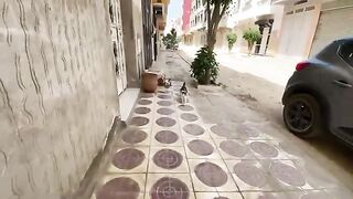The sweet mother cat asks for love and food for her beautiful little kittens.