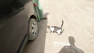 Three very cute stray cats came to us asking for love and delicious food.