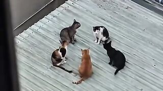 What are they doing...funny