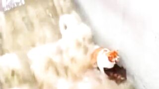 Will the cat survive?