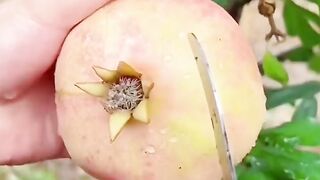 Keindahan di balik buah Delima