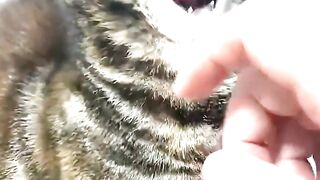 Funny Cats #cat #funnycats #cutecat