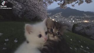So Lovely Cats