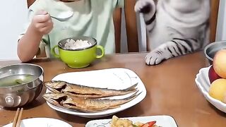 Amazing cats 20