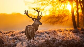Breathtaking natural beauty | 4K