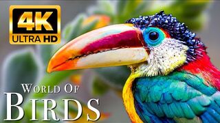Beautiful birds and animals in high-definition 4K quality ✅