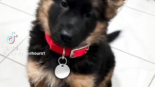 So Cute Dog Baby