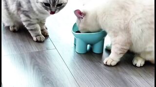 Amazing cats 23
