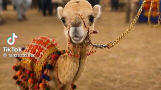 So Cute Camel Baby