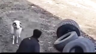 Funny videos
