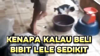 Beli bibit lele 100-200 ekor disenyumin sinis oleh penjual apakah pernah mengalami❓
