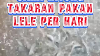 Cara hitung takaran pakan lele per hari  #takaranpakanlele