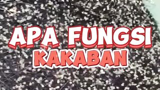 Apa fungsi kakaban dalam pemijahan lele