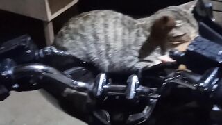 Funny cats sleep in motor