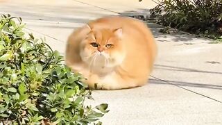 Kucing Lucu Imut