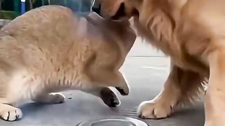 Kucing Dan Anjing lucu