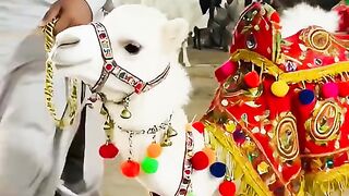 Cute animals 21