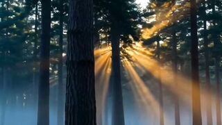 Nature's Magic