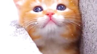 Florida Backyard, A Kitten Trapped in a Narrow Gap, Found by Golden Retriever