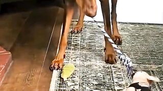 Funny Dogs #dog #doglovers #funnydogs #cutedogs