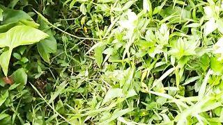 "A Peaceful Look at Nature: Lush Green Fields and Rural Landscapes"