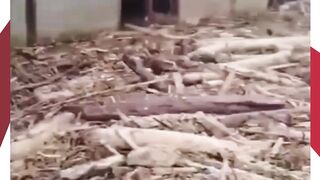BANJIR HANTAM LUWU UTARA! Kayu Gelondongan Penuhi Jalan Desa Usai Hujan Deras Semalam ????????