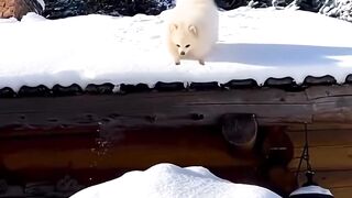 I love you #dog #dogshorts #dogvideos #cutedogs #cutepets #puppy #pets