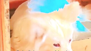 I'm sad I don't have any friends #pets #cuteanimal #petsrule #puppy #cutepet #cute