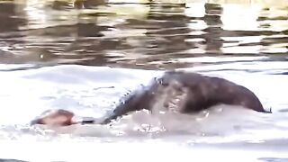 Buffalo’s Deadly Swim With Crocodile