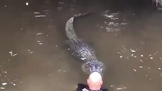 Bikin Jantungan! Aksi Berbahaya Main-Main Sama Aligator di Sungai