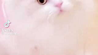 So Cute Cat 7