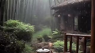 Rural atmosphere in the middle of the forest.