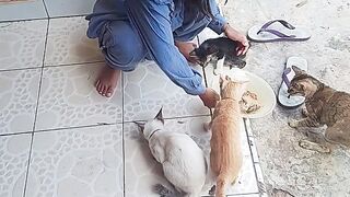 Kasih makan kucing 2