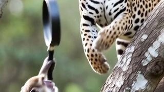 Monkey vs Jaguar