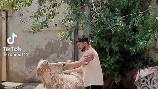 Biggest Goat