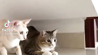 Funny Cats Video 5