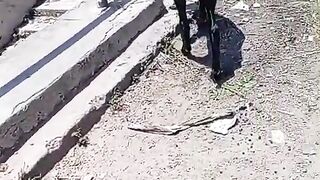Goat for eid and its prices