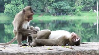 Funny animal