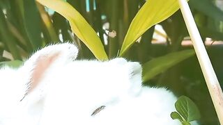 Beautiful Rabbit's ????????