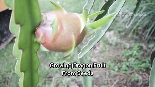 Drigan fruit