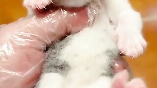 Funny animal